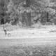Illustration for article titled Here Are The First Wolf Pups in the Cascade Mountains Since The 1940s